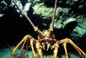 Cathedral Cove Dive & Snorkel